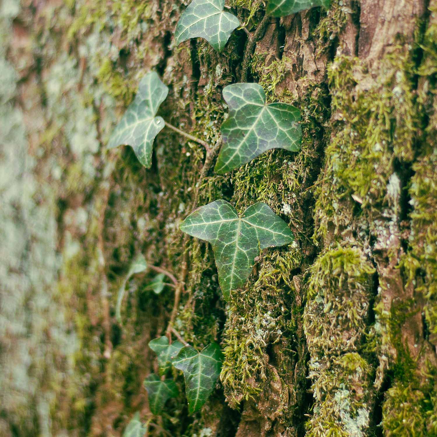 Fotografie Natur, Wald, Efeu, Rinde, Baum, Moos