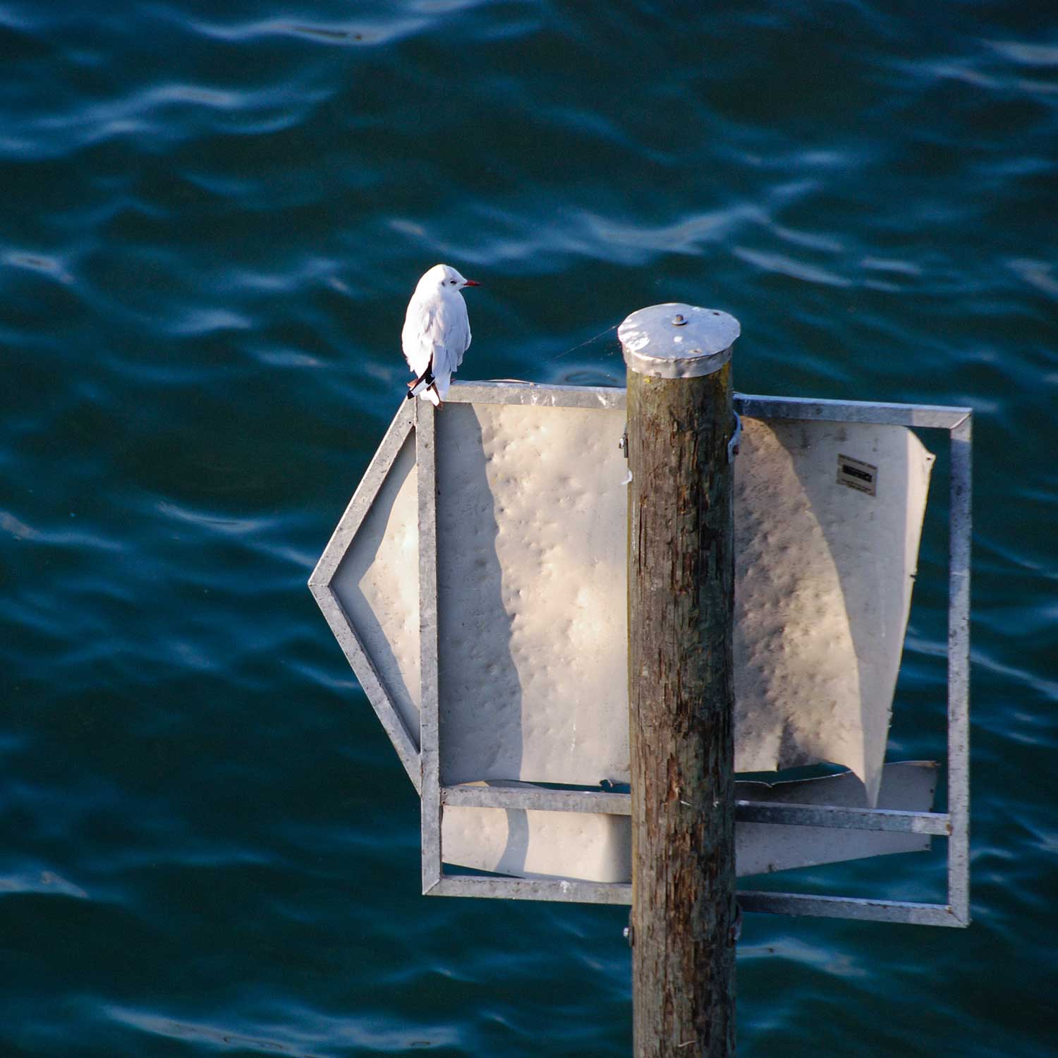 Fotografie Natur, Möwe, See, Bodensee