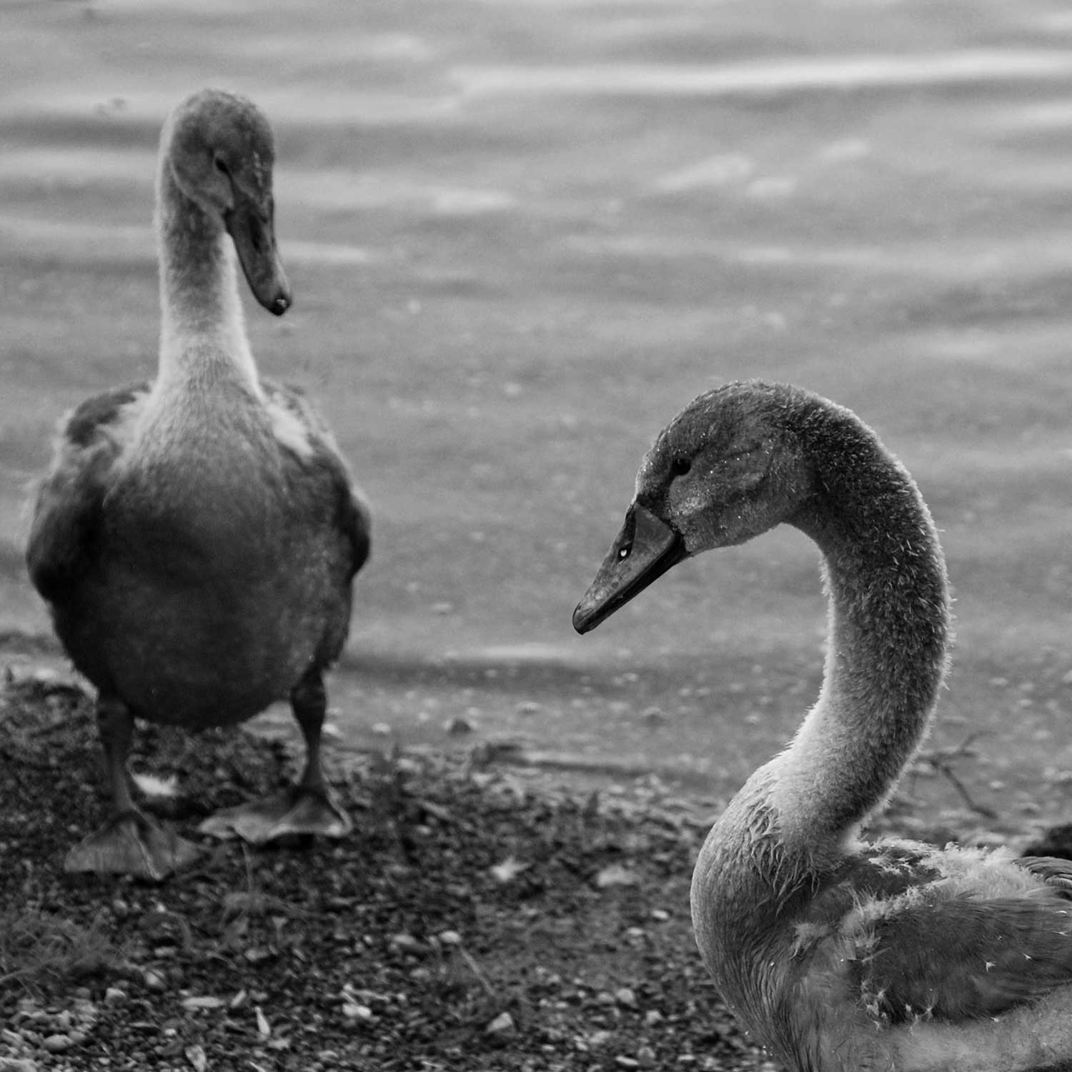 Fotografie Natur, Schwäne, See, Bodensee