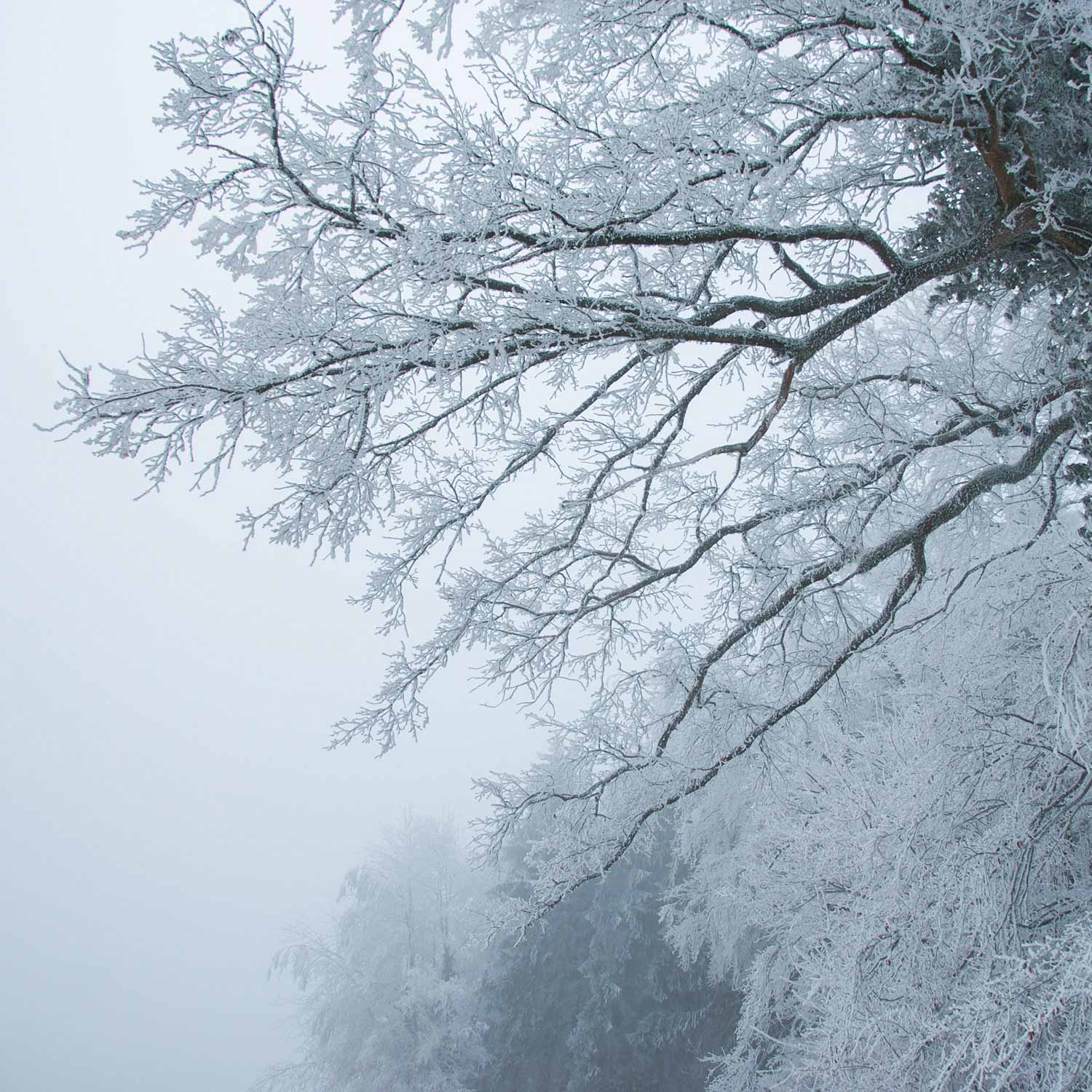 Fotografie Natur, Winter, Baum, Eis