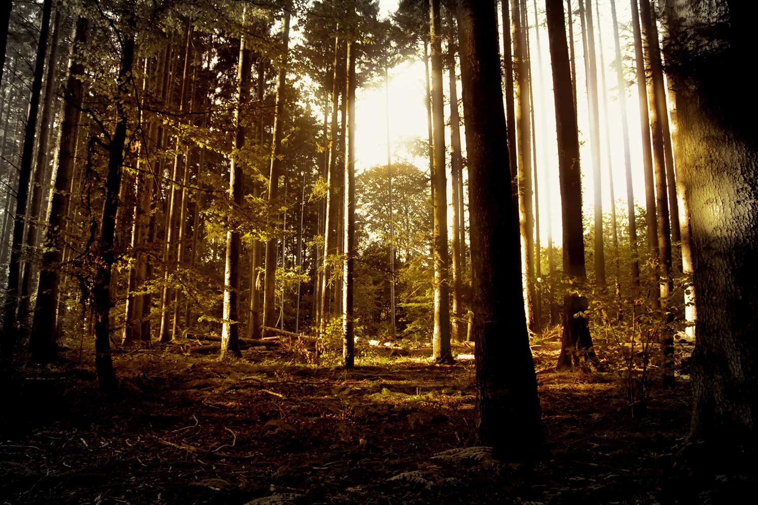 Fotografie Natur, Wald, Herbst, Licht